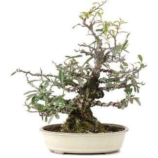 Pyracantha, 30 cm, ± 20 jaar oud