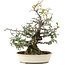 Pyracantha, 30 cm, ± 20 years old