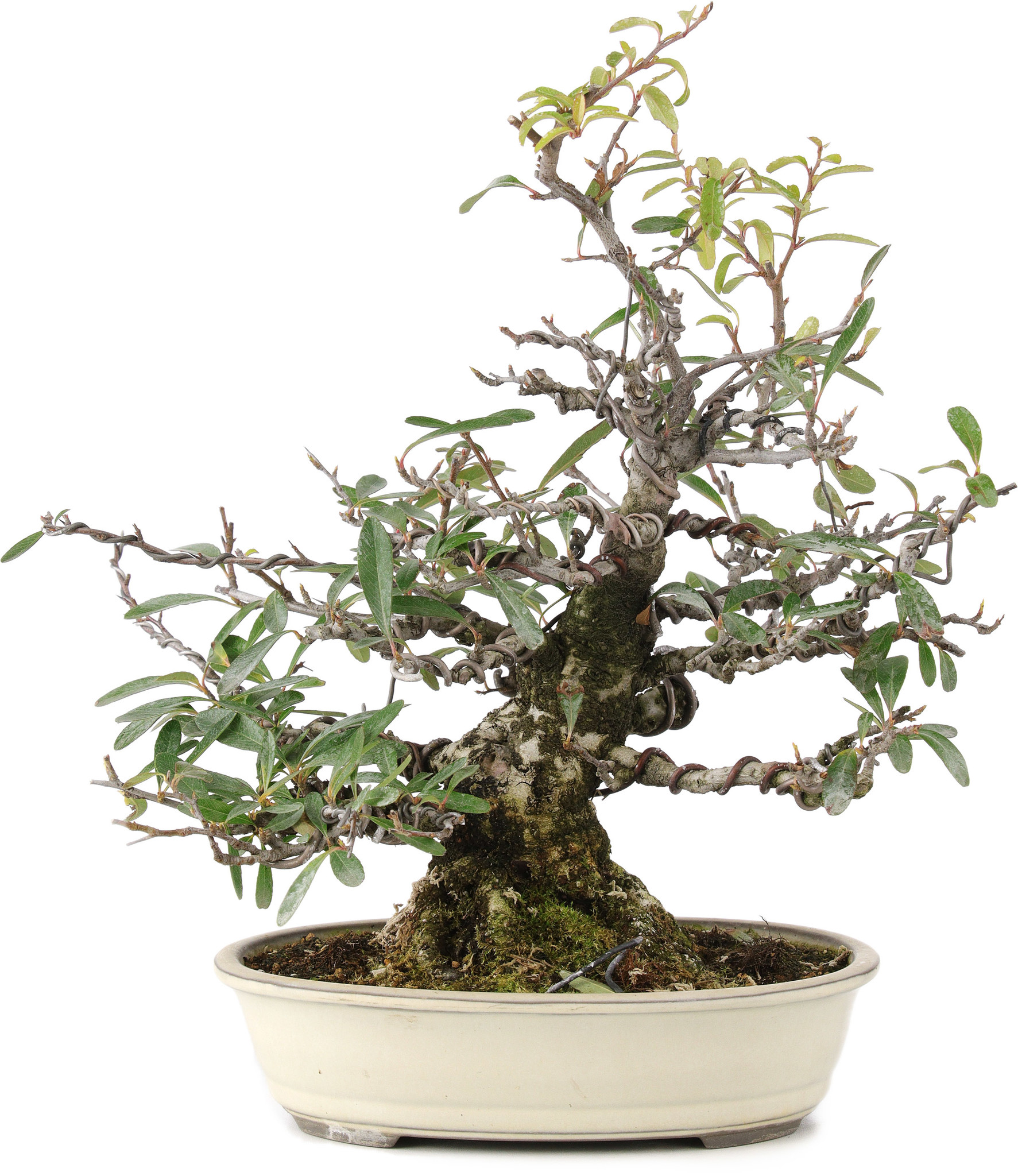 Pyracantha, 30 cm,  20 Jahre alt - Bonsai Plaza