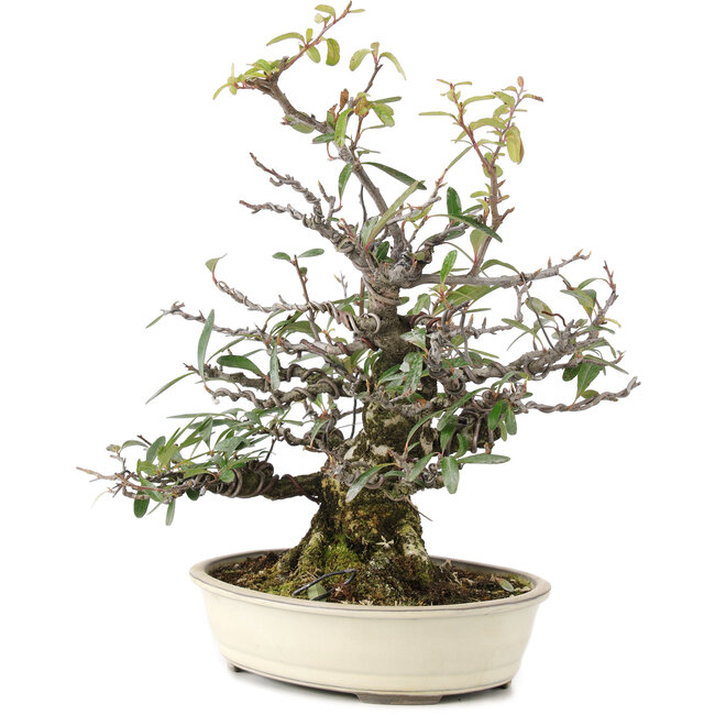 Pyracantha, 30 cm, ± 20 Jahre alt