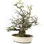 Pyracantha, 30 cm, ± 20 jaar oud