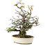 Pyracantha, 30 cm, ± 20 years old