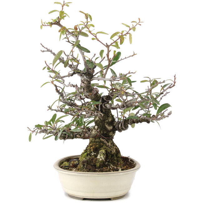 Pyracantha, 30 cm, ± 20 Jahre alt