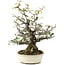 Pyracantha, 30 cm, ± 20 anni