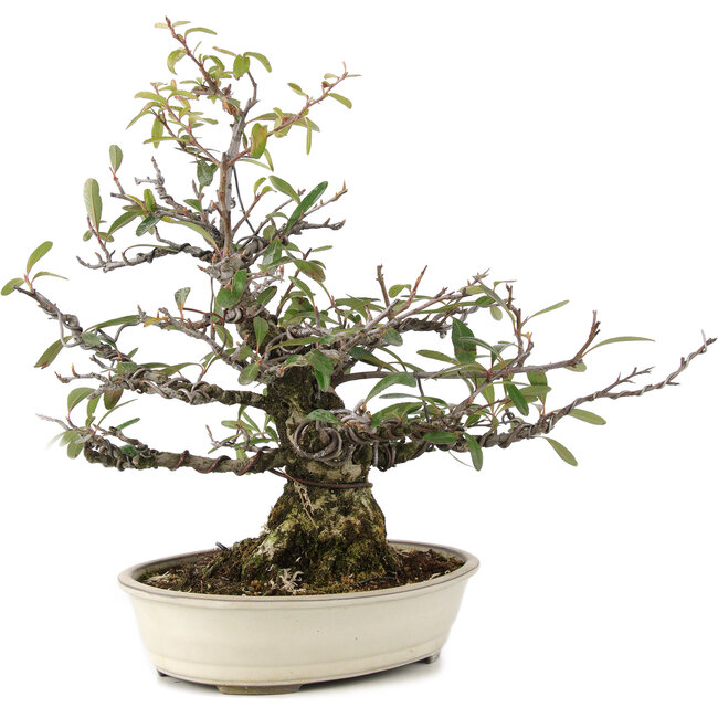Pyracantha, 30 cm, ± 20 jaar oud