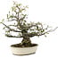 Pyracantha, 30 cm, ± 20 anni