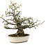 Pyracantha, 30 cm, ± 20 años