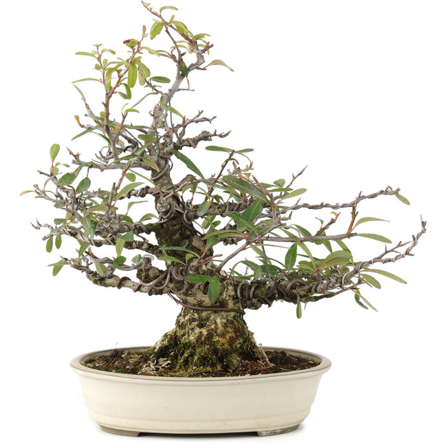 Pyracantha, 30 cm, ± 20 Jahre alt