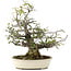 Pyracantha, 30 cm, ± 20 anni