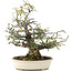 Pyracantha, 30 cm, ± 20 jaar oud