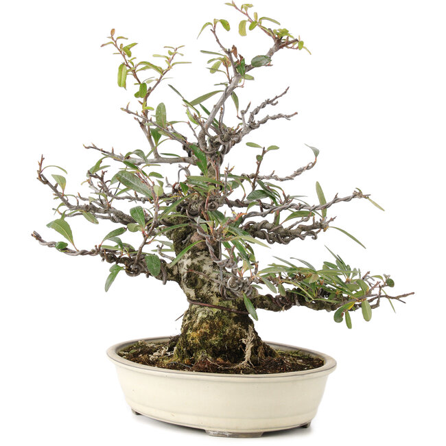 Pyracantha, 30 cm, ± 20 jaar oud