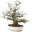 Pyracantha, 30 cm, ± 20 anni