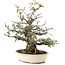 Pyracantha, 30 cm, ± 20 Jahre alt
