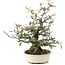 Pyracantha, 30 cm, ± 20 anni