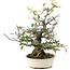 Pyracantha, 30 cm, ± 20 years old