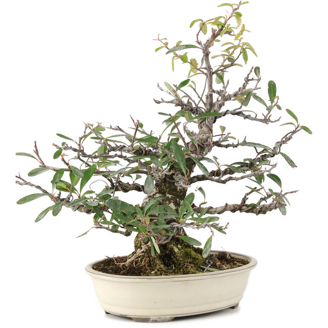 Pyracantha, 30 cm, ± 20 años