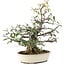 Pyracantha, 30 cm, ± 20 anni