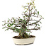 Pyracantha, 30 cm, ± 20 jaar oud