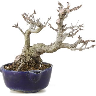  Other Japanese bonsai pot makers Pourthiaea villosa Decne, 14,5 cm, ± 15 años