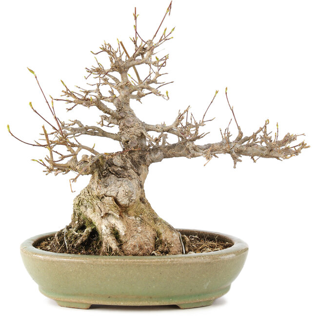 Acer buergerianum, 24 cm, ± 20 jaar oud, in handgemaakte Japanse pot van Hattori