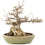 Acer buergerianum, 24 cm, ± 20 years old, in a handmade Japanese pot by Hattori