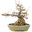 Acer buergerianum, 24 cm, ± 20 anni, in un vaso giapponese fatto a mano da Hattori