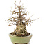 Acer buergerianum, 24 cm, ± 20 anni, in un vaso giapponese fatto a mano da Hattori