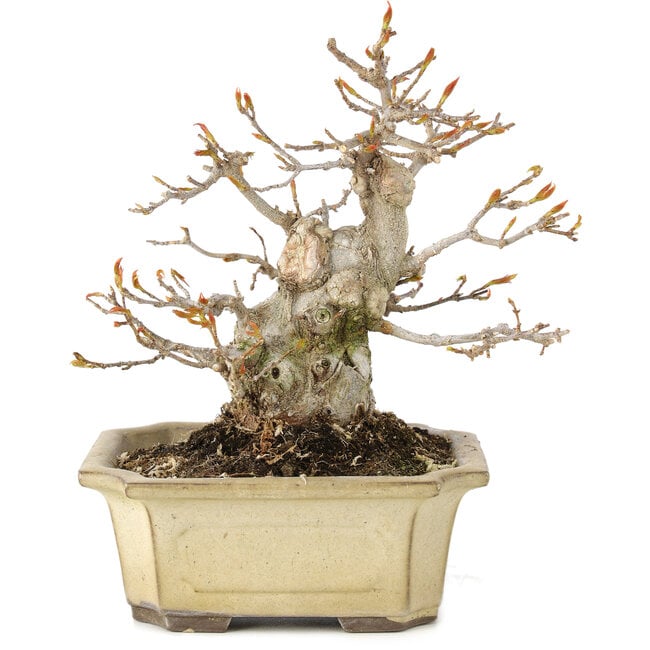 Acer buergerianum, 15 cm, ± 20 anni