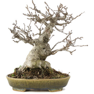  Other Japanese bonsai pot makers Pourthiaea villosa Decne, 22 cm, ± 25 años