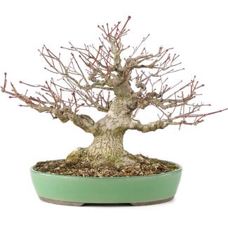 Acer palmatum, 28 cm, ± 30 Jahre alt