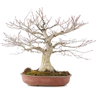 Acer palmatum, 32 cm, ± 25 años