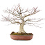 Acer palmatum, 32 cm, ± 25 ans