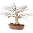 Acer palmatum, 32 cm, ± 25 anni
