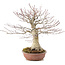 Acer palmatum, 32 cm, ± 25 anni