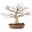 Acer palmatum, 32 cm, ± 25 jaar oud