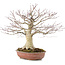 Acer palmatum, 32 cm, ± 25 years old