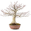Acer palmatum, 32 cm, ± 25 ans
