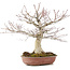 Acer palmatum, 32 cm, ± 25 jaar oud