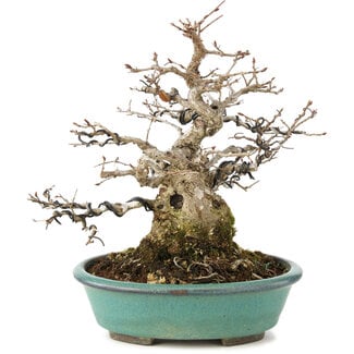 Carpinus coreana, 23 cm, ± 35 anni