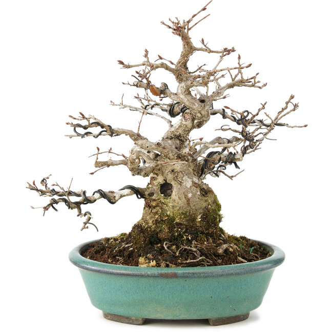 Carpinus coreana, 23 cm, ± 35 jaar oud