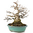 Carpinus coreana, 23 cm, ± 35 jaar oud