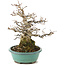 Carpinus coreana, 23 cm, ± 35 jaar oud