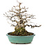 Carpinus coreana, 23 cm, ± 35 jaar oud