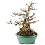 Carpinus coreana, 23 cm, ± 35 jaar oud