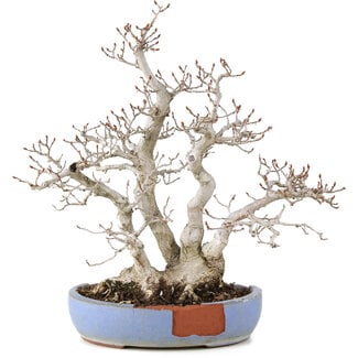 Carpinus coreana, 29 cm, ± 25 anni