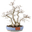 Carpinus coreana, 29 cm, ± 25 years old, in a broken pot