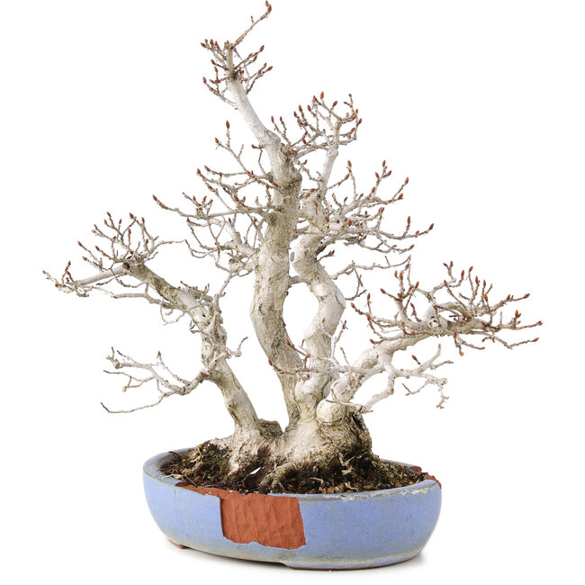 Carpinus coreana, 29 cm, ± 25 years old, in a broken pot