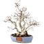 Carpinus coreana, 29 cm, ± 25 jaar oud, in gebroken pot