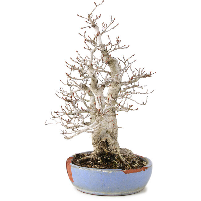Carpinus coreana, 29 cm, ± 25 jaar oud, in kapotte pot