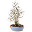 Carpinus coreana, 29 cm, ± 25 jaar oud, in gebroken pot